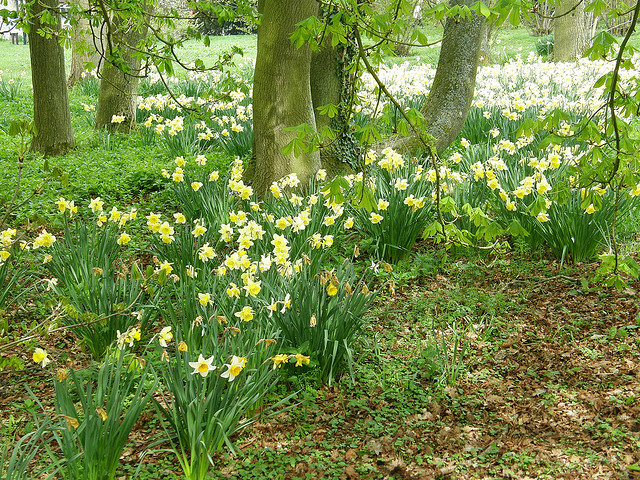 Baddesley Clinton Garden
