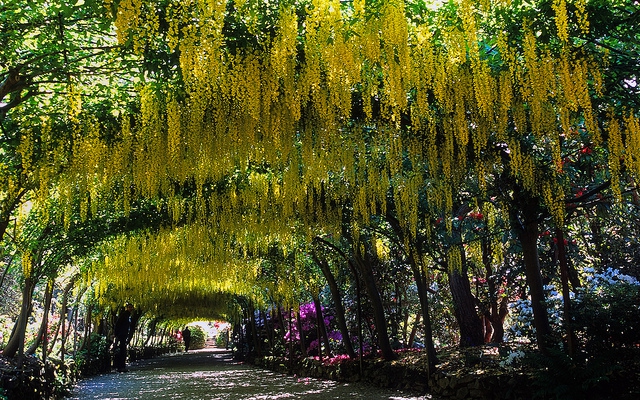 Bodnant Gardens, Conwy, Wales, UK |