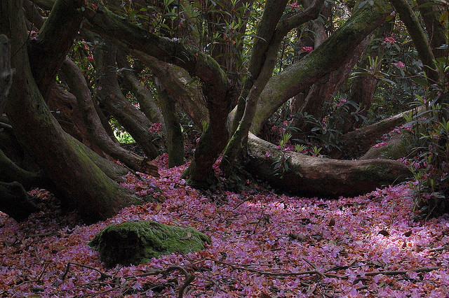 Lost Gardens of Heligan
