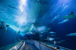 Aquarium of the Bay