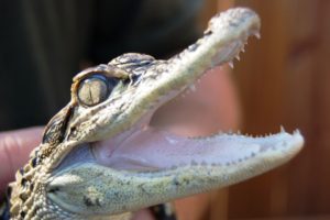 Gator in Sawgrass Recreation Park!