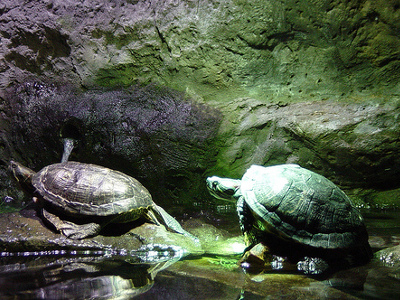 #new#Sea Life Centre Hunstanton