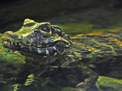 #new#Sea Life Centre Discounts