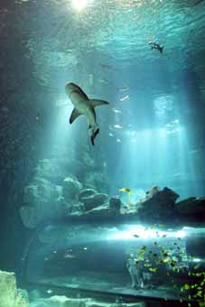 cineaqua
