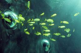 Aquarium de Paris Cineaqua days out