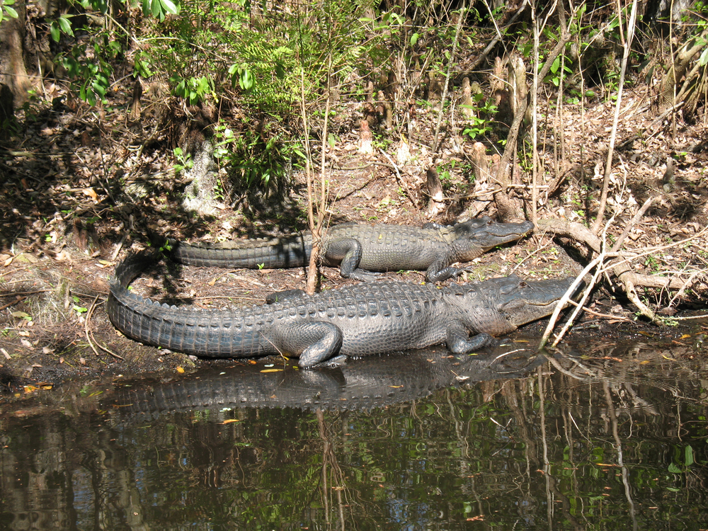 Airboats and alligators coupons